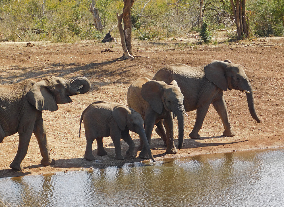 Daughters Photos Elephants at the Water Hole 2